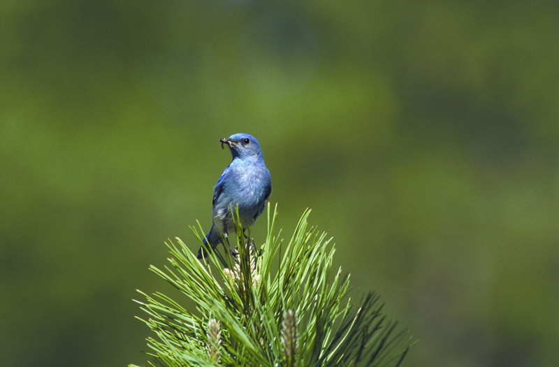 outdoors, 4K, vertebrate, perched, songbird, branch, day, animal, animal wildlife, leafed, green, animals In The Wild, no people, blue, focus on foreground