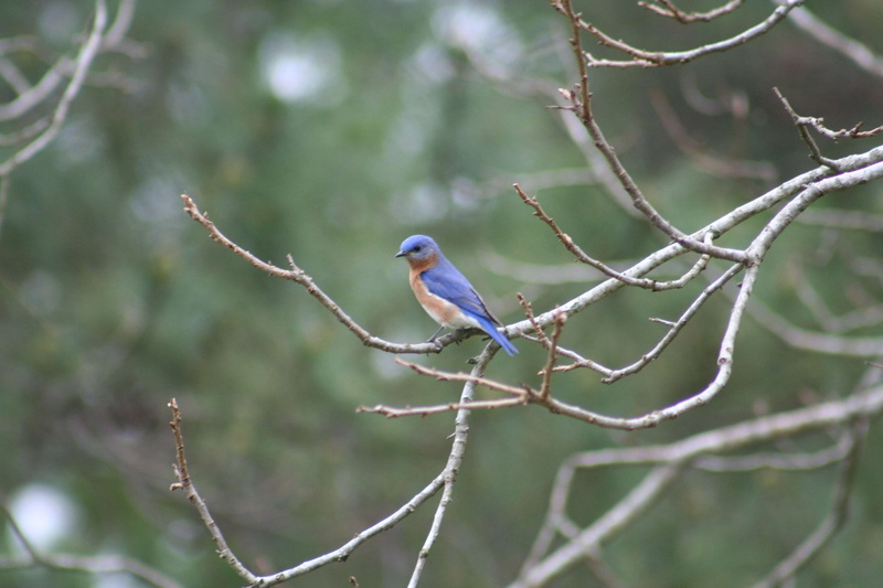 animal themes, 2K, focus on foreground, beauty in nature, bird, animal wildlife, no people, branch, plant, selective focus, perching, growth, eastern bluebird