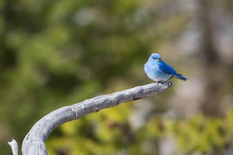 bluebird, perched, bluetit, one animal, close-up, selective, bird, day, blue, focus on foreground, outdoors, animal, animals in the wild, plant, mountain bluebird