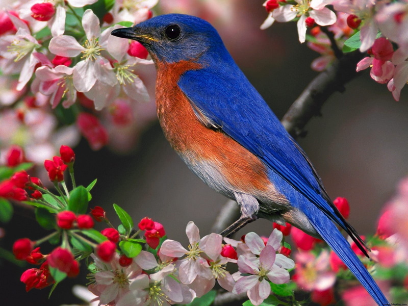 Bluebird, 720P