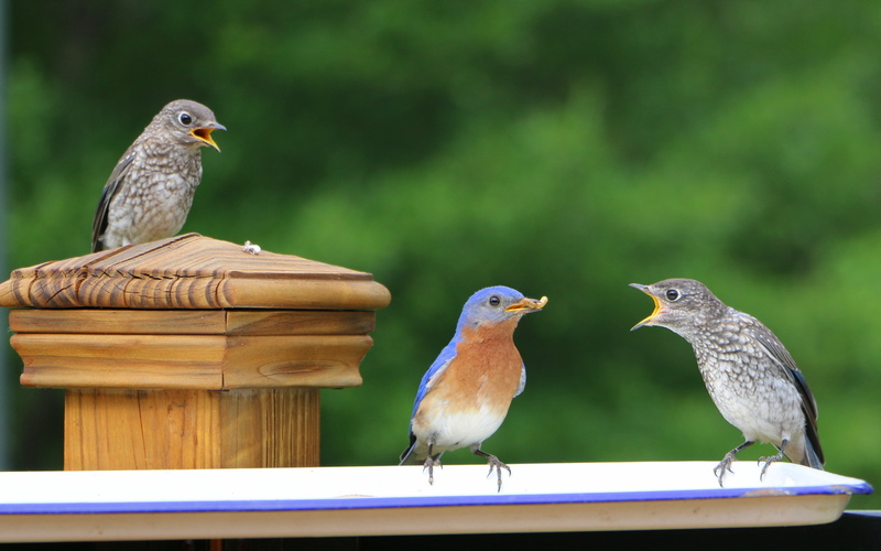 4K, open, Dad, Bluebird, birds, outdoors, beak, Fledglings, mouths, babies, mealworms, hungry, wildlife, bird, eat, feather, three, nature, hatchlings
