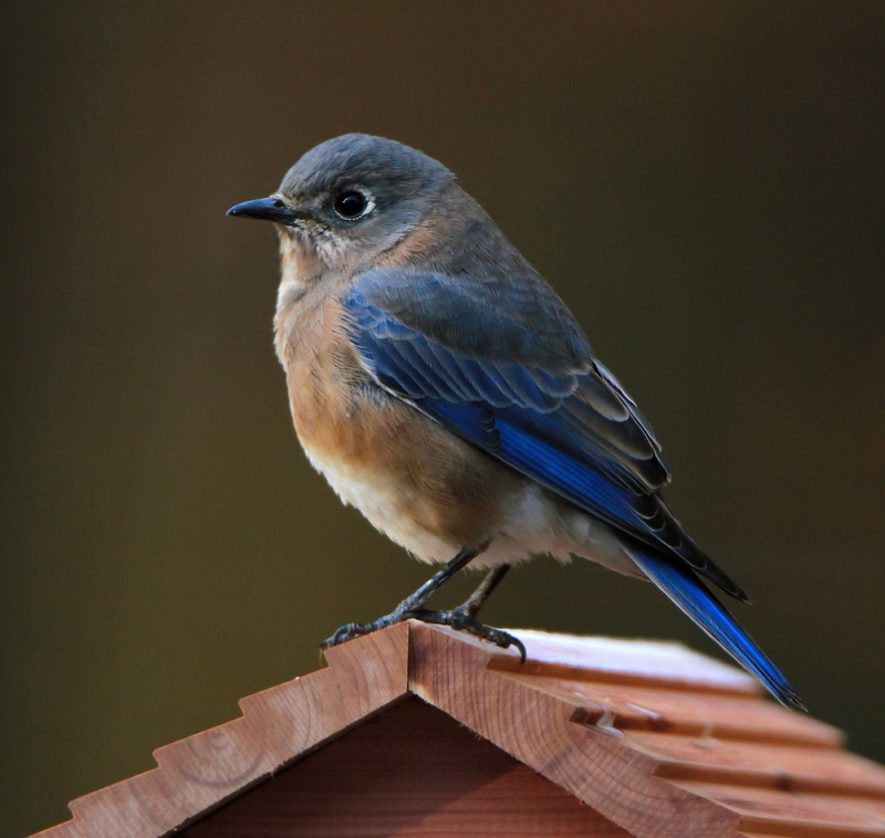 day, focus on foreground, looking away, avian, nature, bird, blue, one animal, vertebrate, 2K, brown, wood - material, bluebird, animals in the wild, close-up