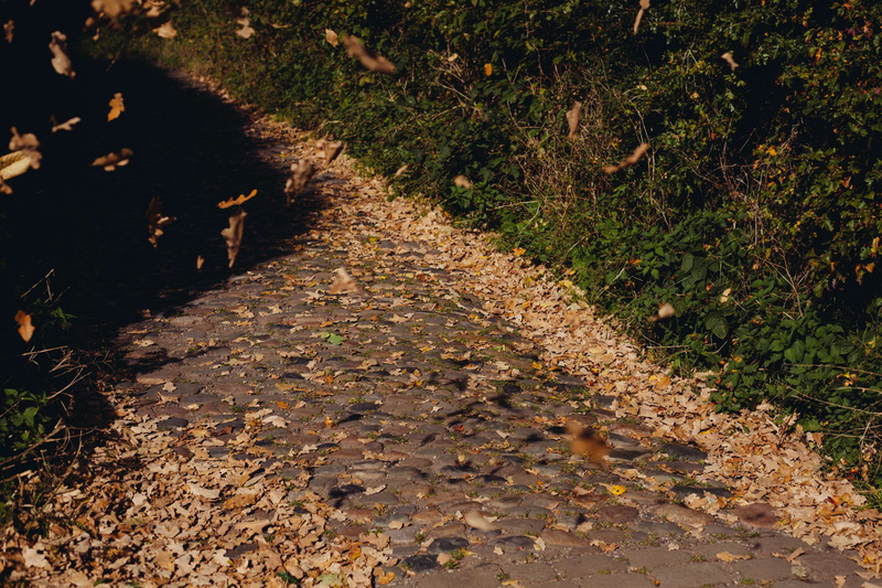 falling, dirt, nature, direction, trail, growth, land, high angle view, forest, footpath, way, cobbles, the way forward, cobblestones, leaf, tree, foliage
