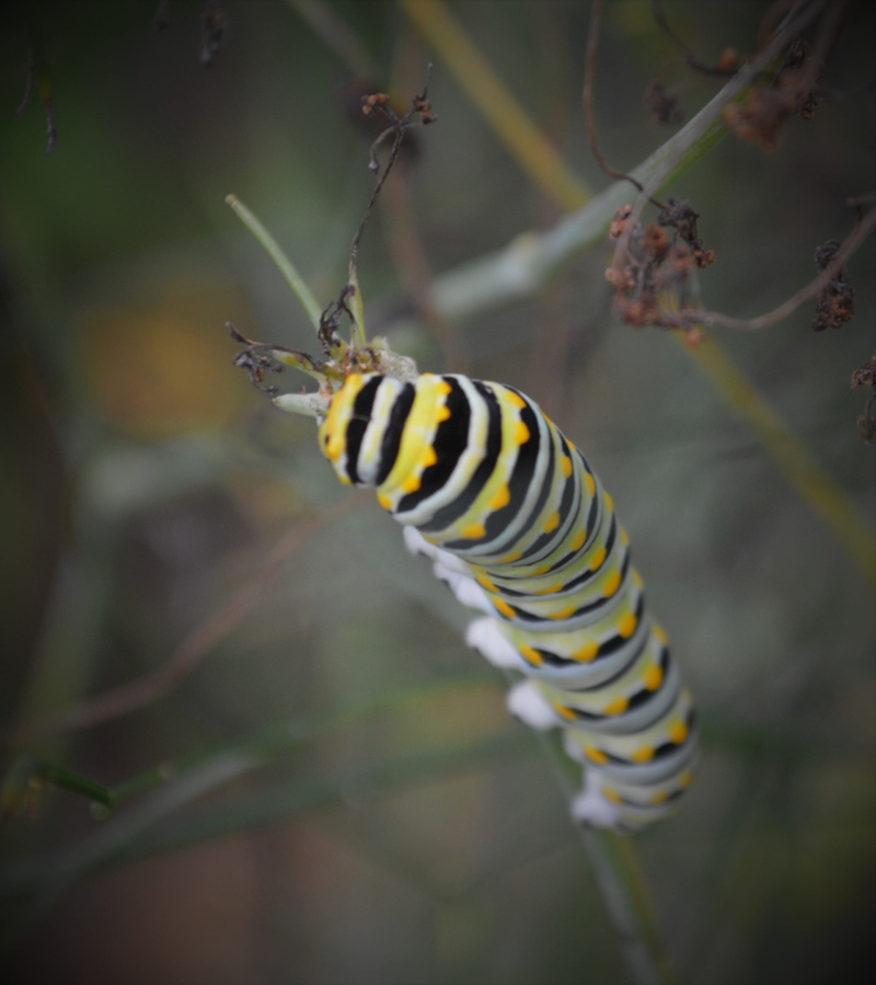 striped, plant, 2K, invertebrate, caterpillar, focus on foreground, tallahassee, animal wildlife, nature, one animal, day, no people, outdoors, animal