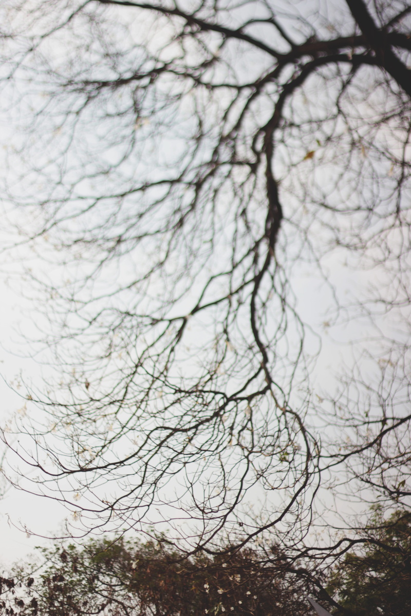 tree trunk, nature, selective focus, tree, dusk, growth, silhouette, bare tree, branch, focus on foreground, scenics - nature, beauty in nature, tiltshift