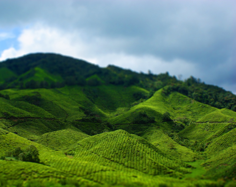 2K, no people, field, foliage, Landscape, outdoors, cloud - sky, lush foliage, rural scene, tiltshift, plantation, green color, beauty in nature, tea crop