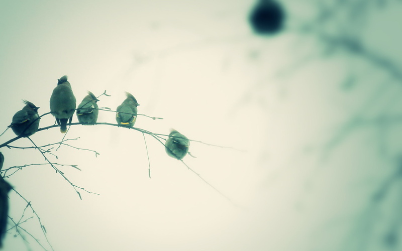 Tiltshift, animals, Shft, wildlife, feathers, sky, tilt, sleep, Trees, photography, branch, birds, 1080P