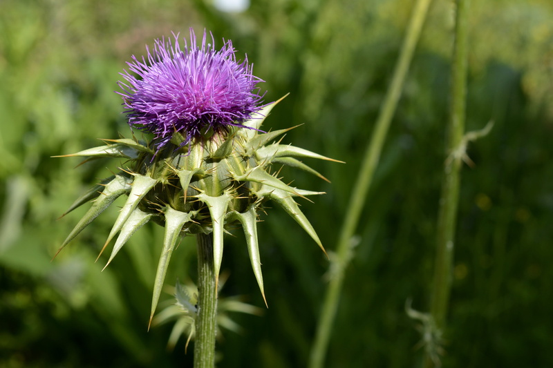 thistle, plant stem, outdoors, blossom, medicinal plant, fragility, flora, flower head, lense, beauty In Nature, focus, 5K, single Flower, flower, focus on foreground