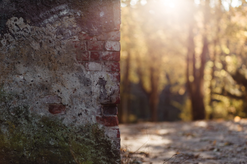 plant, woods, dirty, dark, weathered, wall, broken, no people, bricks, emotion, tree, trees, outdoors, land, nature, built structure, tree trunk, 5K, wall - building feature