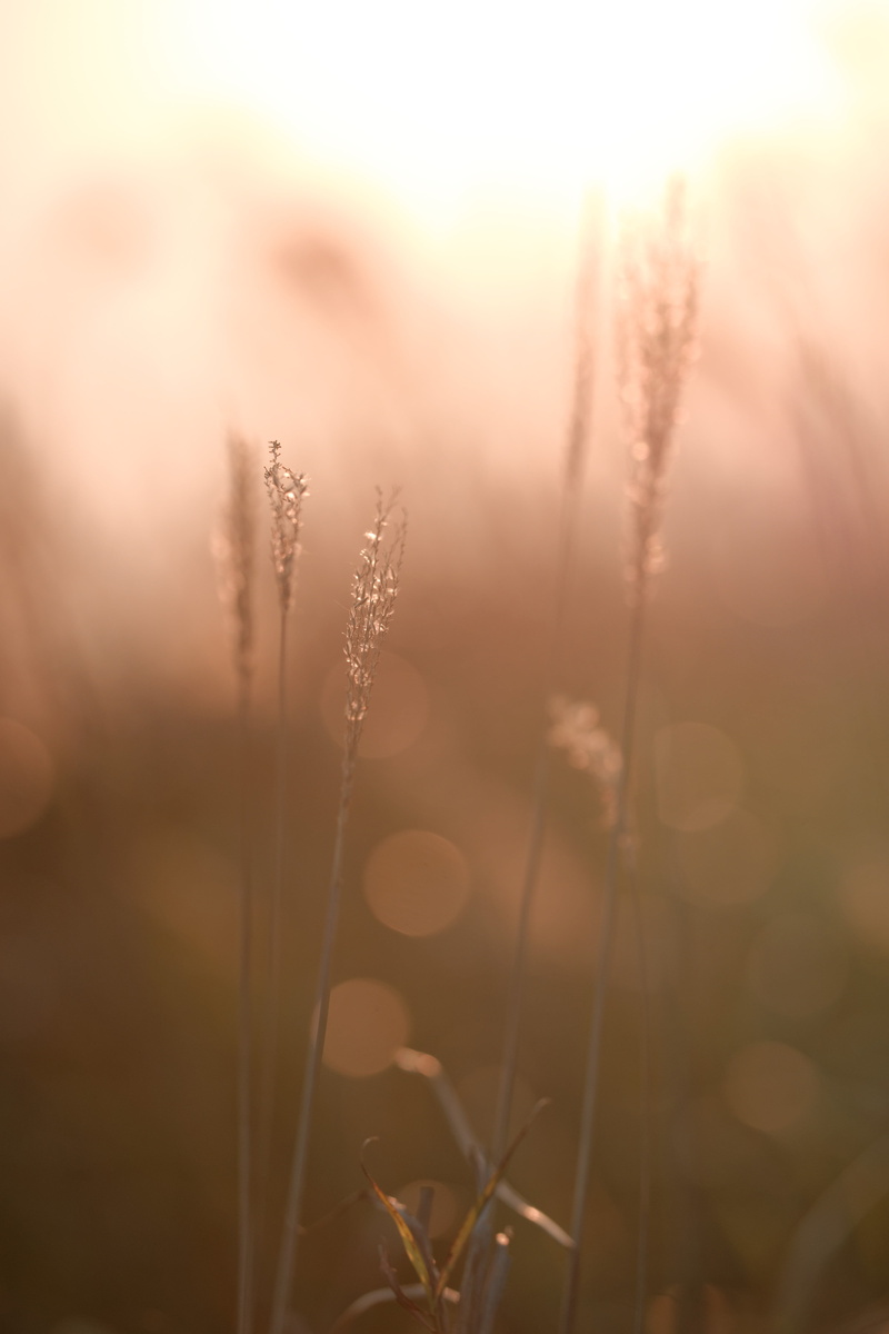focus, sunset, field, I have a dream, summer, plant, close-up, outdoors, grass, beauty In Nature, 5K, photography, shallow, gray, nature, meadow, sunlight