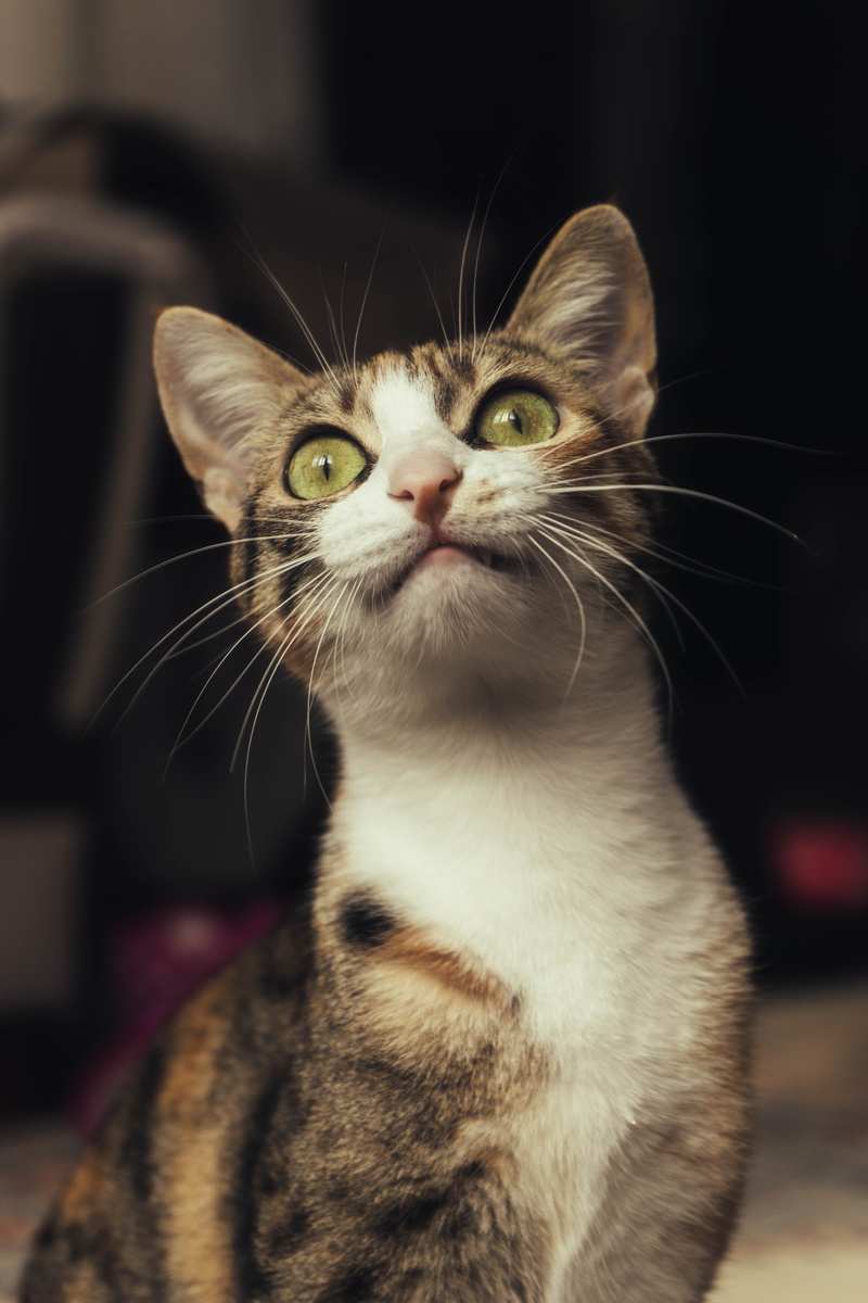 one animal, nose, animal photography, blurred background, whiskers, focus on foreground, animal head, looking, animal eye, domestic, cat, portrait, domestic animals