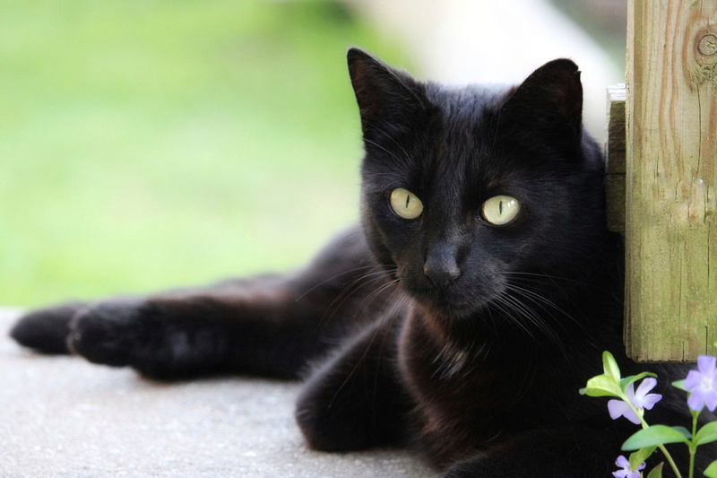 shift, lying down, domestic cat, black color, rest, domestic, animal themes, eye, whisker, close-up, one animal, looking at camera, 4K, vertebrate, pets