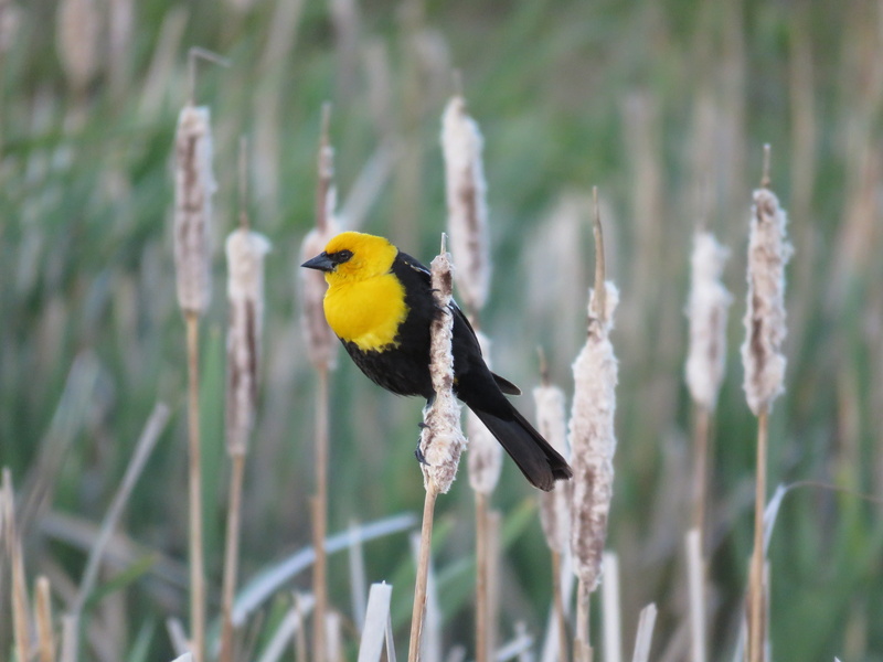 one animal, animal, marsh, male yellow-headed blackbird, 4K, beauty in nature, land, lens, forest, animal wildlife, birdwatching, bird, plant, perching