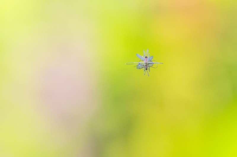 reflection, focus on foreground, outdoors, invertebrate, one animal, photography, nature, arachnid, no people, floating, selective focus, green color, animal body part