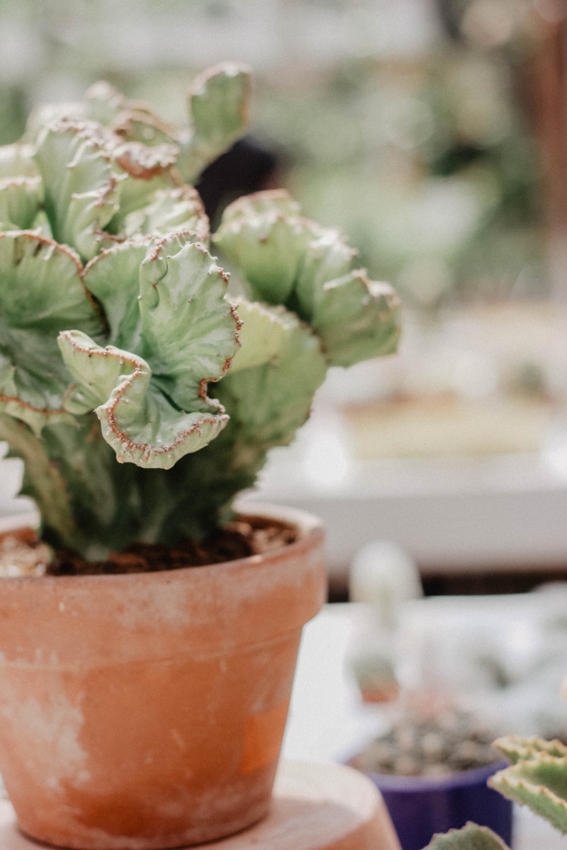 green, food and drink, freshness, no people, flower arrangement, close-up, green color, geranium, brown, dessert, cactus, table, creme, watering can, growth
