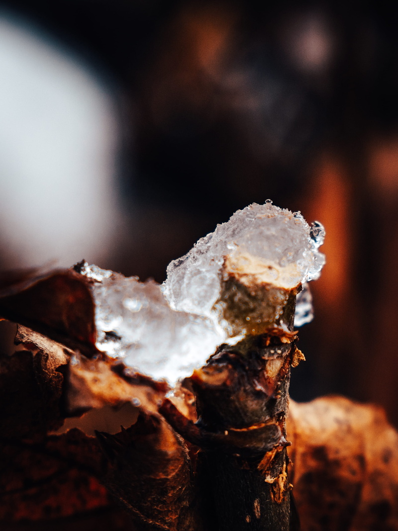 tree, nature, cold temperature, ice, sunlight, cold, flake, december, beautiful, leaf, winter, close-up, fungus, season, cream, 2K, creme, dessert, abstract