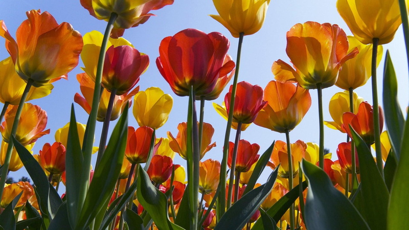 3d and abstract, green, yellow, 1080P, s, plants, nature, mother, tulips, stems