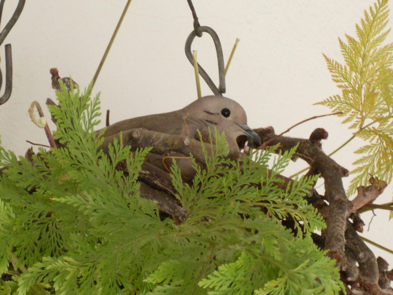 birds, 1080P, mother, ar, nature, animals, pomba