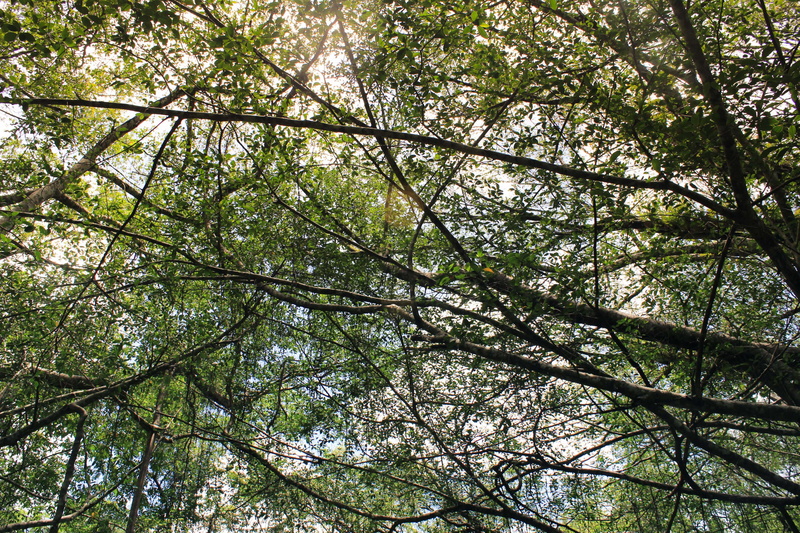 background, leaf, forest, conservation, green, biology, day, backgrounds, growth, full frame, tree canopy, low angle view, no people, beauty in nature
