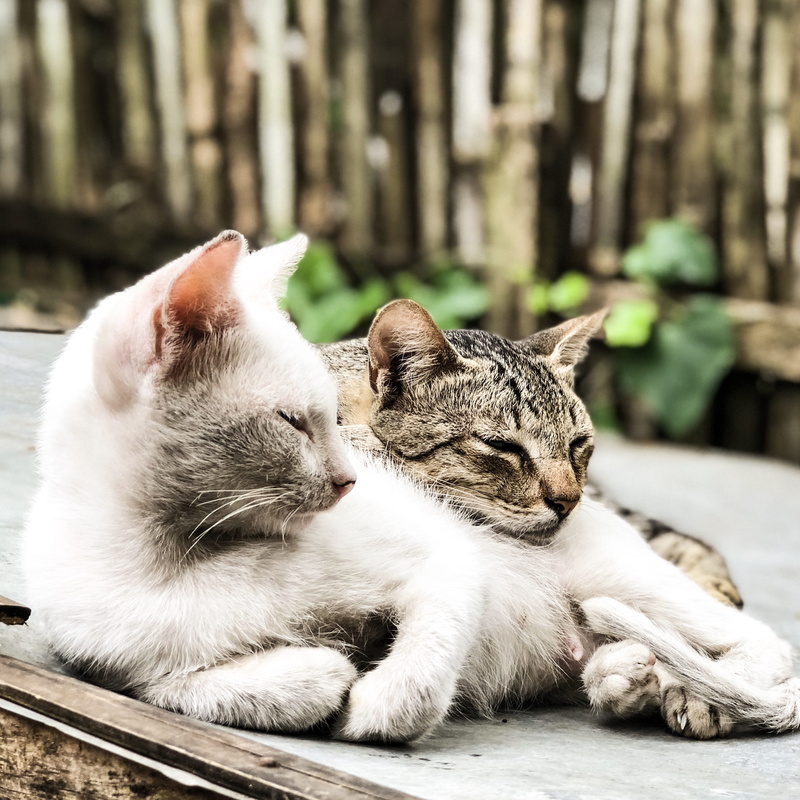 blurr, furry, pets, animal photography, tabby, cat, focus on foreground, animal themes, domestic cat, sleeping, animal, cats, domestic, laying, eyes closed