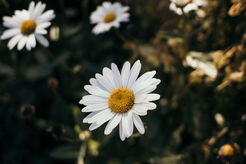 sun, growth, beauty in nature, day, close-up, fresh air, greenery  floral, pollen, wildlife, fragility, petal, outdoors, flower head, sun ray, white, boka