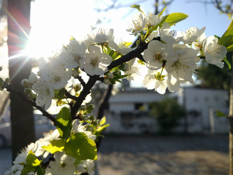 vulnerability, flowering plant, Blue, tree, unnamed road, sunlight, springtime, plant, flower head, Blur, india, Natural, Blurr, cherry blossom, no people