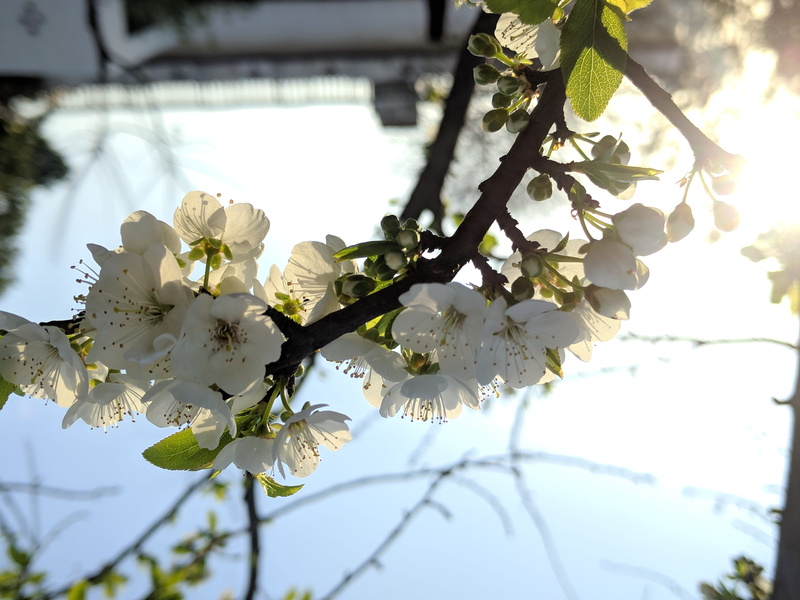 flower, vulnerability, Love, no people, cherry blossom, Sun, day, india, Blue Sky, close-up, spring, beauty in nature, Nature, food, flowering plant, outdoors