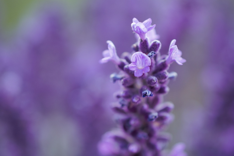 no people, flowering plant, blooming, soft focus, nature, petal, blossom, growth, lilac, lavender, lavender color, springtime, blurr, food and drink, fragility