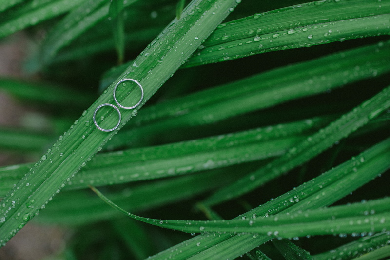 dew, growth, plant part, purity, freshness, outdoors, leaf, wet, rings, leafs, wedding, green color, raindrop, nature, grass, rain, blurr, plant, plants