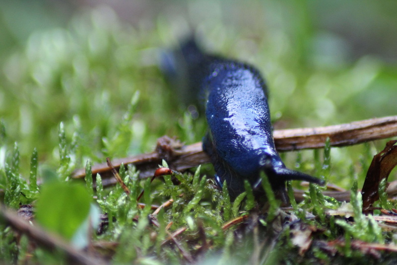 day, invertebrate, animals in the wild, animal, animal themes, 4K, blue, no people, blurr, green color, blurred, gastropod, selective focus, land, stick