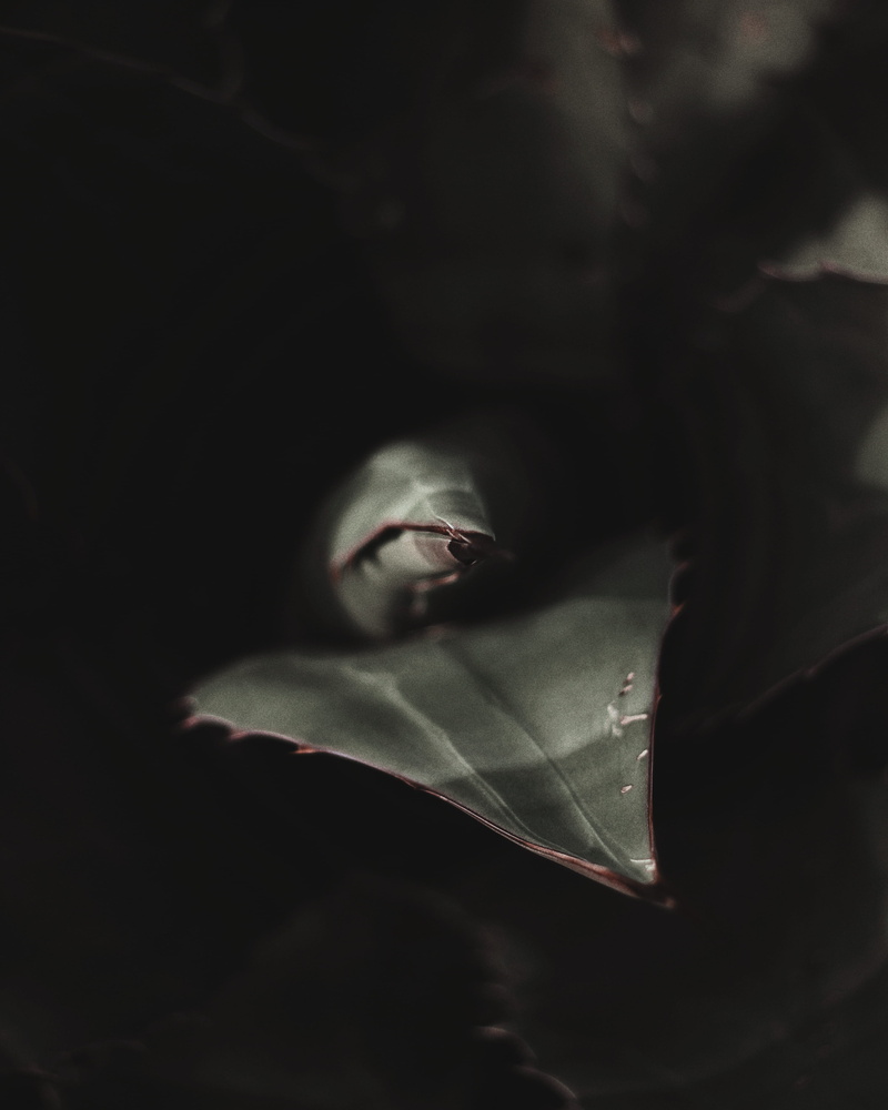 beauty in nature, vulnerability, day, green, digital composite, nature, photo, focus, plant, leafed, shadow, depth of field, fragility, plant part, blurr