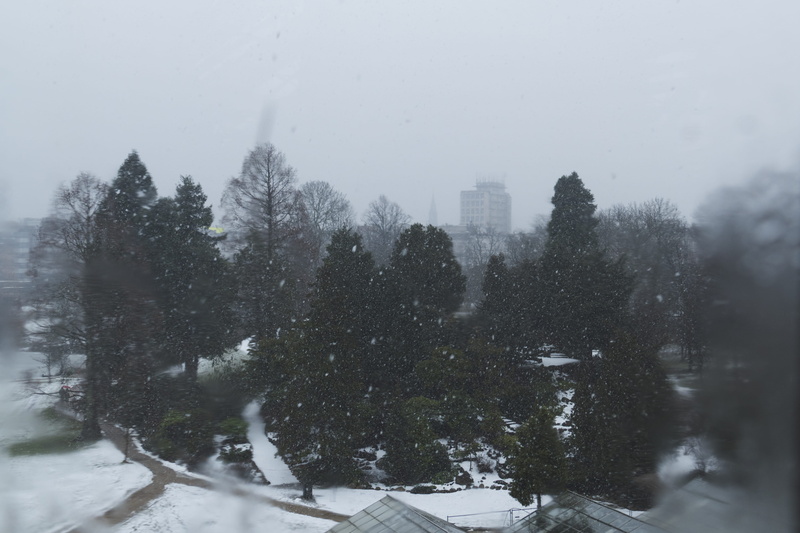 fir, conifer, tree, blurr, weather, scenery, day, architecture, white color, botanical garden, winter, window, built structure, 4K, covering, plant, snowing