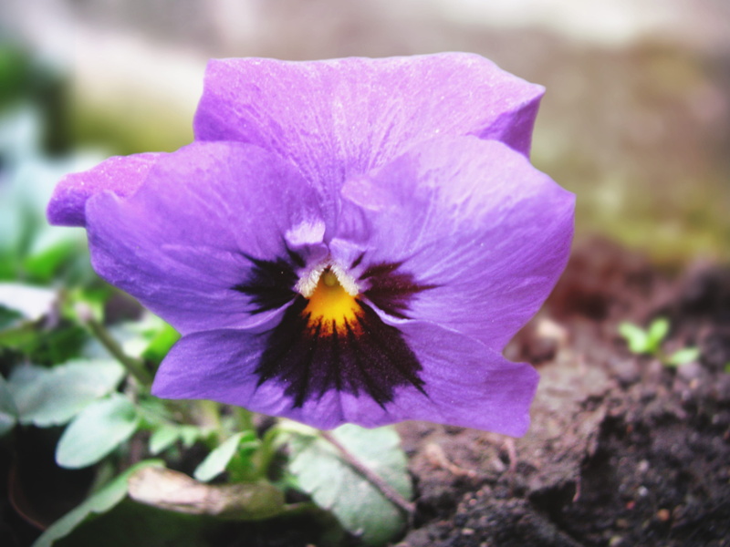 2K, purplr, soft focus, macro, fragility, plant, growth, springtime, botany, freshness, day, selective focus, vulnerability, instagram, flower head, petal