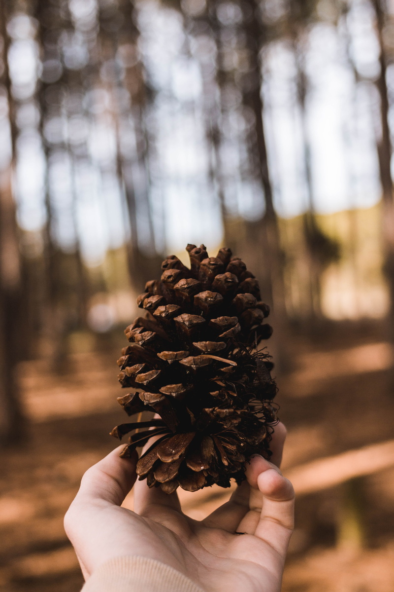 one person, nature, plant, human hand, real people, holding, pine cone, pine tree, lifestyles, finger, coniferous tree, 5K, fall, pinecone, tree, forest