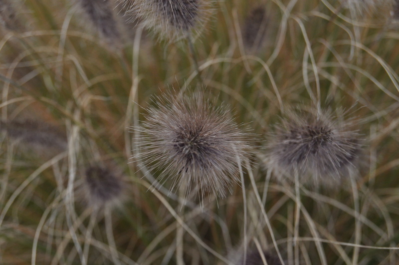 mood, vulnerability, day, close up, flower head, inflorescence, botanic, fragility, dandelion, autumn, beauty in nature, no people, focus on foreground