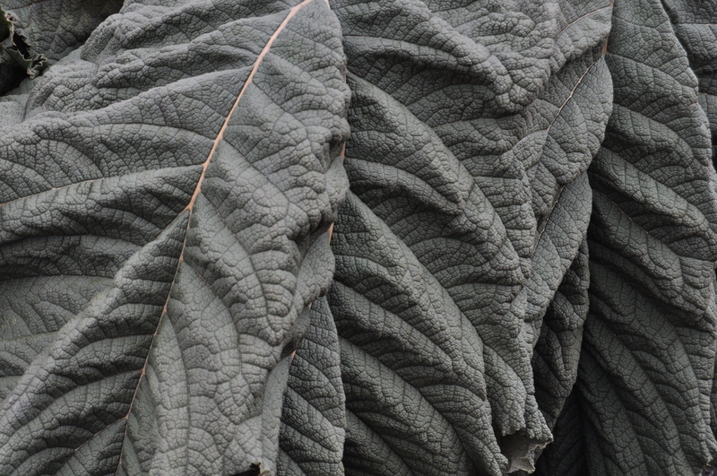 low angle view, creativity, no people, non-urban scene, textile, day, autumn, botany, solid, gunnera manicata, botanical, structure, flora, full frame