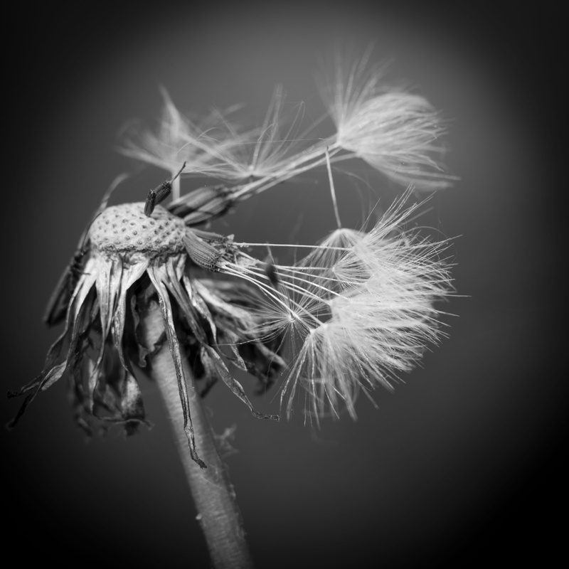close-up, no people, softness, flower, morbid, 4K, black background, vulnerability, flowering plant, studio shot, indoors, black and white, freshness