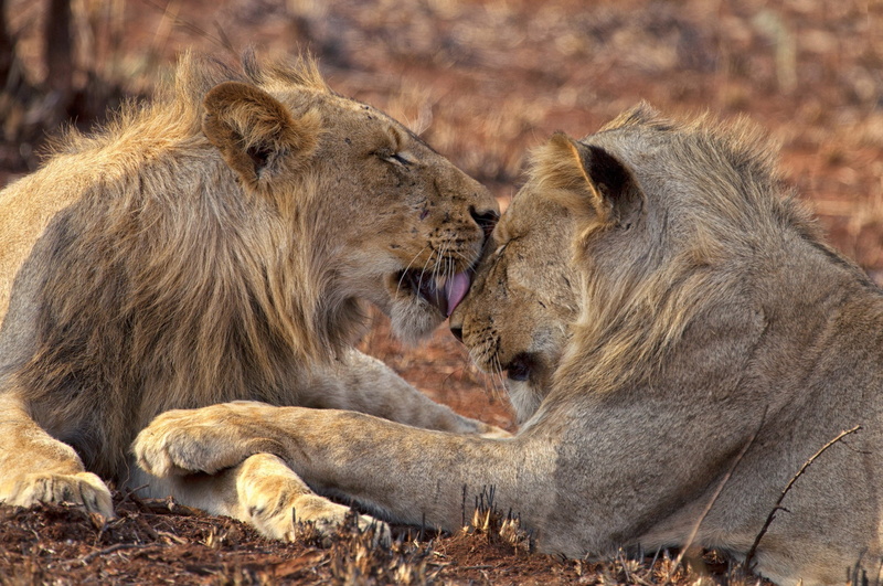 moreno, animals, safari, chrome, games, art, hd, video, 2K, os, lions, mario, x