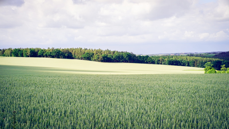 tranquility, cloud - Sky, no People, far, cereal Plant, agriculture, wheat, trees, crop, landscaped, meadow, landscape, green, horizon Over Land, cloud