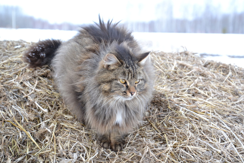 furry, pets, mammal, one animal, focus on foreground, rustic, close-up, siberian cat, animal themes, grey, cat, domestic animals, land, feline, straw, 4K