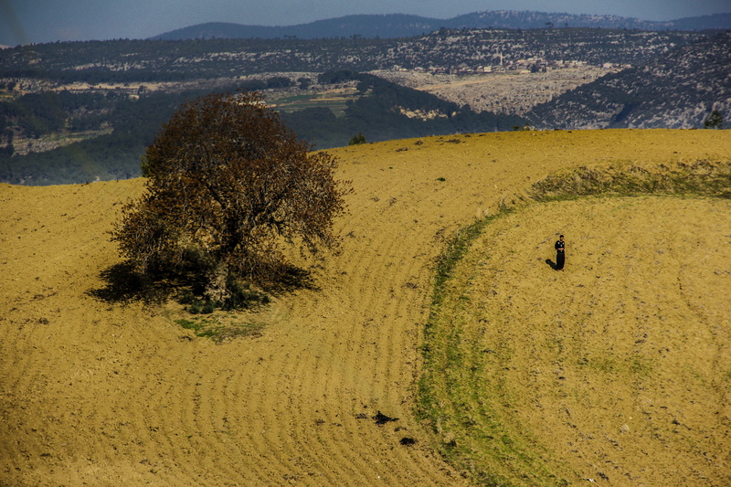majestic, perspective, plant, tree, person, scene, yellow filed, far, high, sky, dirt, tranquil scene, landscape, tree silhouette, land, shadow, scenery