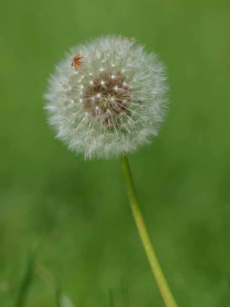 focus, white, photo, shallow focus, meadow, shallow, Dandelion, plant, 2K, seed, flower, grass, green Color, nature, close-up, summer