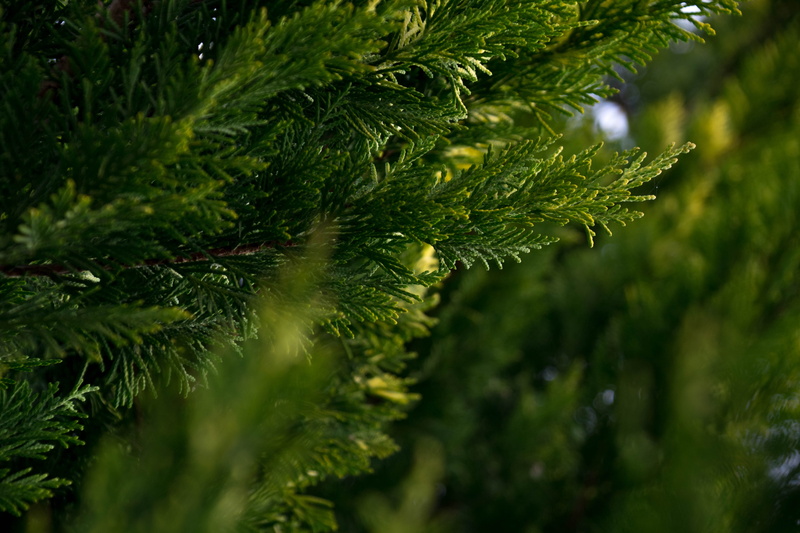 pine tree, plant, 5K, selective focus, tranquility, hd, leaves, tree, Green, outdoors, raider, beauty in nature, needle - plant part, wet, green color