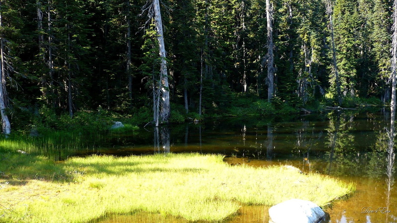 green, washington mountains, trees, 3d and abstract, foret, widescreen, water, pond, 1080P