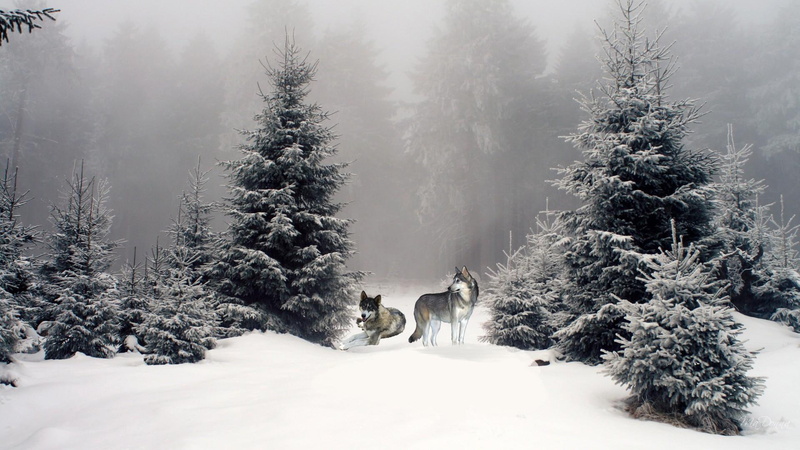 wolves, foret, dogs, trees, 3d and abstract, woods, wolf, winter, mist, 1080P, firefox persona