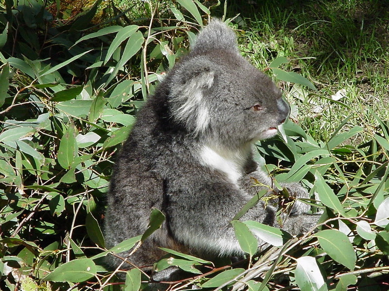 480P, animals, animal, koala, art, bear, eating, bears, hd, floor, foret soil