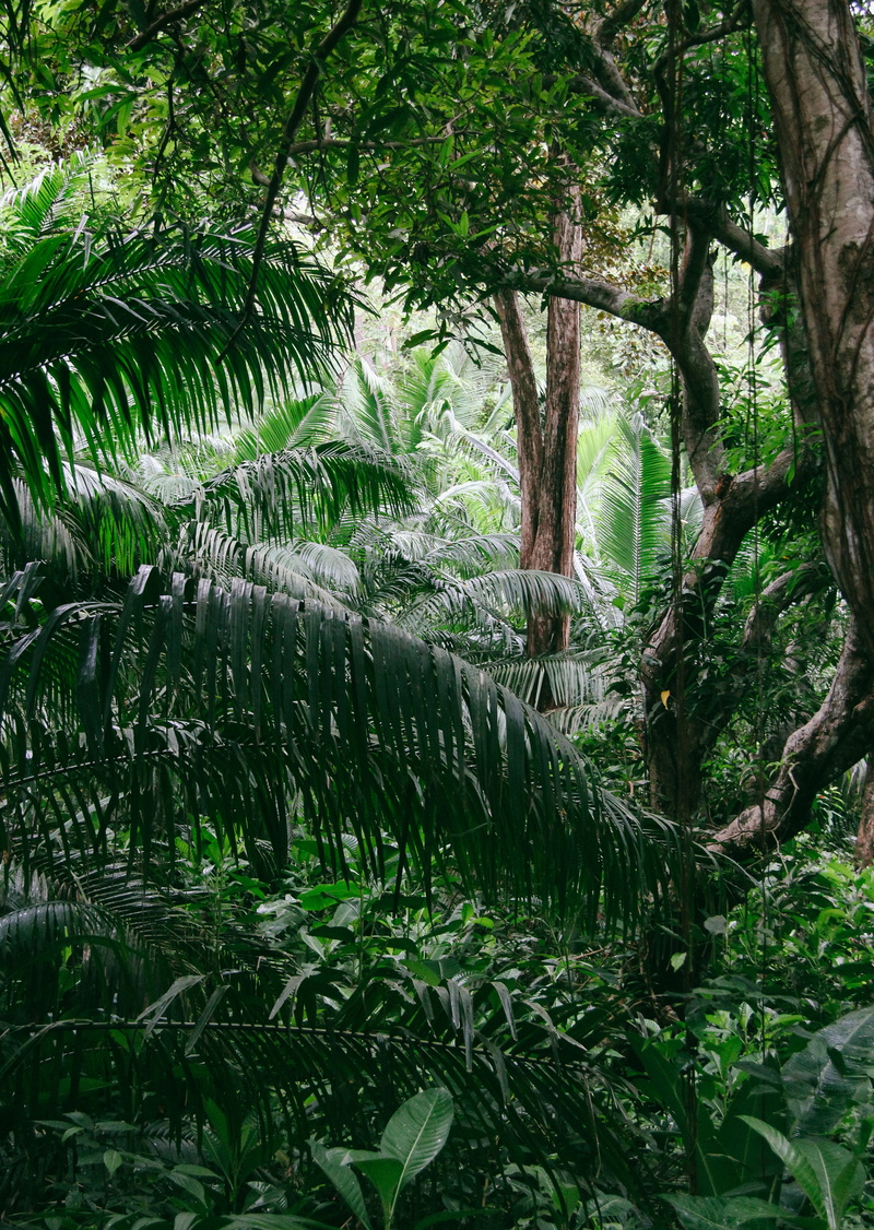 lush foliage, america, forest, tree, flowing water, enjoyvisual, green color, ilsagrande, isla grande, day, land, flowing, leaf, explorefriends, france