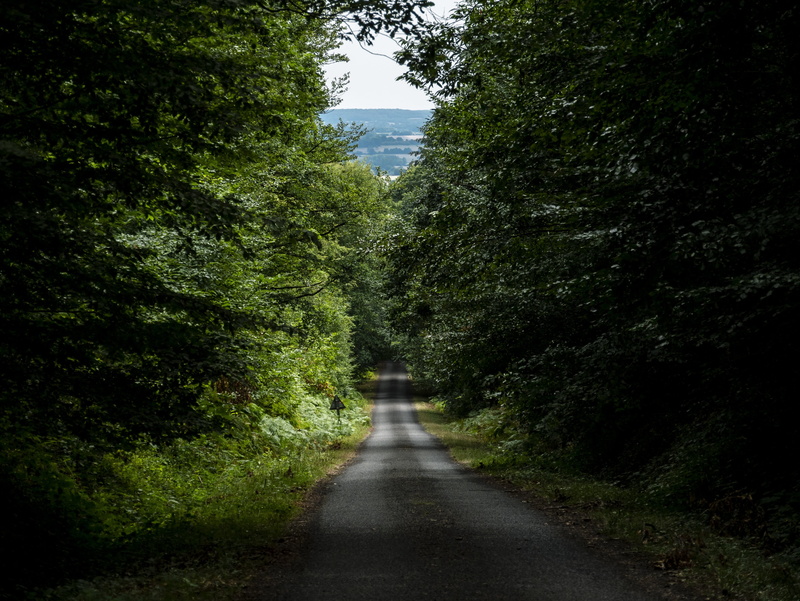 branch, the way forward, vanishing point, straight, forest, nature, sunlight, beauty in nature, track, le gué-de-la-chaîne, outdoors, green color, transportation