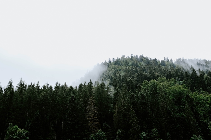 rain, pluie, landscape, mountain, mist, nature, tranquil Scene, 5K, day, sky, cloud, woodland, forest, background, surrounded, summer, mountain Peak