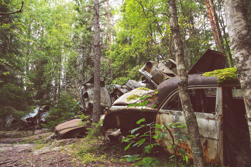 forest, wreck, pets, tree, leaves, plant, group of animals, 5K, trees, animal, cars, animal wildlife, classic car, fifties, oldtimer, domestic animals